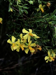 Hypericum brachyphyllum