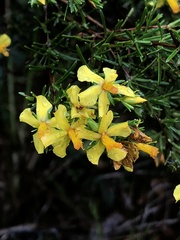 Hypericum brachyphyllum