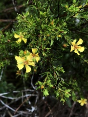 Hypericum brachyphyllum