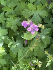 Geranium endressii