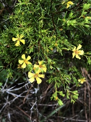 Hypericum brachyphyllum