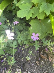 Geranium endressii