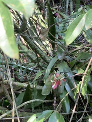 Billbergia amoena