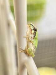 Hyla japonica