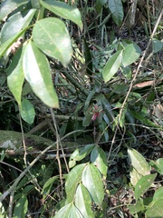 Billbergia amoena