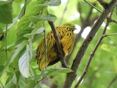 Ptilinopus luteovirens