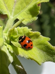 Hippodamia caseyi