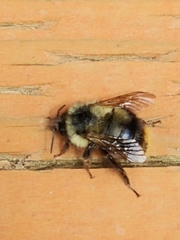 Bombus mixtus