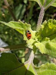 Hippodamia caseyi