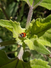 Hippodamia caseyi