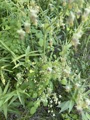 Thalictrum sparsiflorum