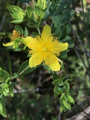 Hypericum myrtifolium