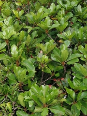 Sideroxylon mirmulans