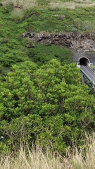 Sideroxylon mirmulans