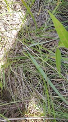 Strophostyles leiosperma