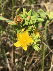 Hypericum myrtifolium
