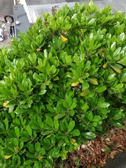 Sideroxylon mirmulans