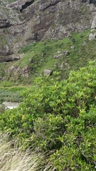 Sideroxylon mirmulans