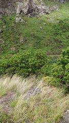 Sideroxylon mirmulans