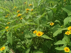 Melampodium divaricatum