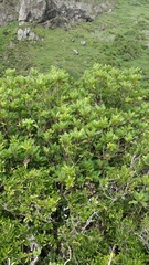 Sideroxylon mirmulans