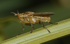 Ilione albiseta