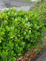 Sideroxylon mirmulans