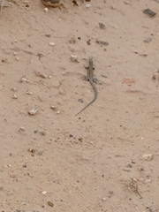 Aspidoscelis neomexicanus