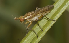 Ilione albiseta