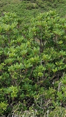 Sideroxylon mirmulans