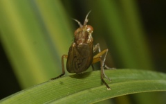 Ilione albiseta