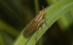 Ilione albiseta