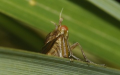 Ilione albiseta