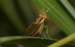 Ilione albiseta