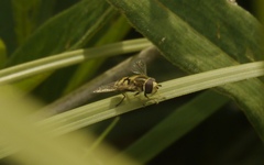 Eupeodes