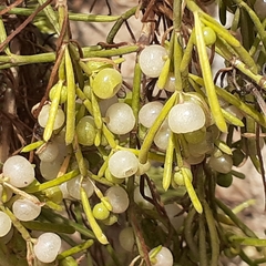 Plocama pendula image