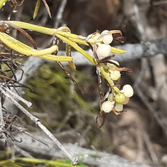 Plocama pendula image