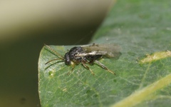 Cynipoidea