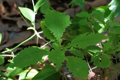 Varronia bullata