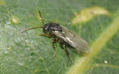 Cynipoidea