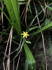 Hypoxis curtissii