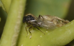 Cynipoidea