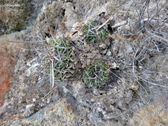 Echinofossulocactus lamellosus