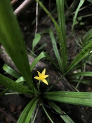 Hypoxis curtissii