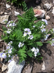 Polemonium californicum