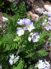 Polemonium californicum