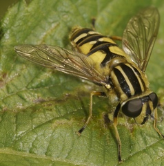 Helophilus pendulus