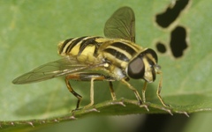 Helophilus pendulus
