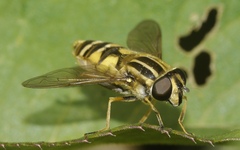 Helophilus pendulus
