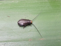 Diploptera punctata